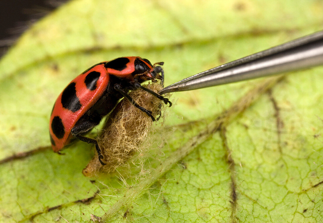 Ladybird and parasitic wasp cocoon