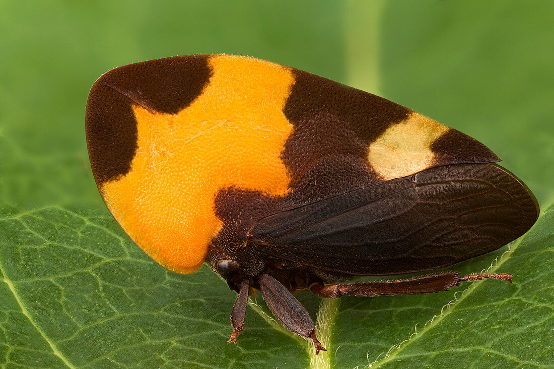 Phyllotropis treehopper