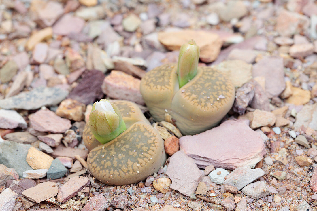 Living stone plant (Lithops sp.)