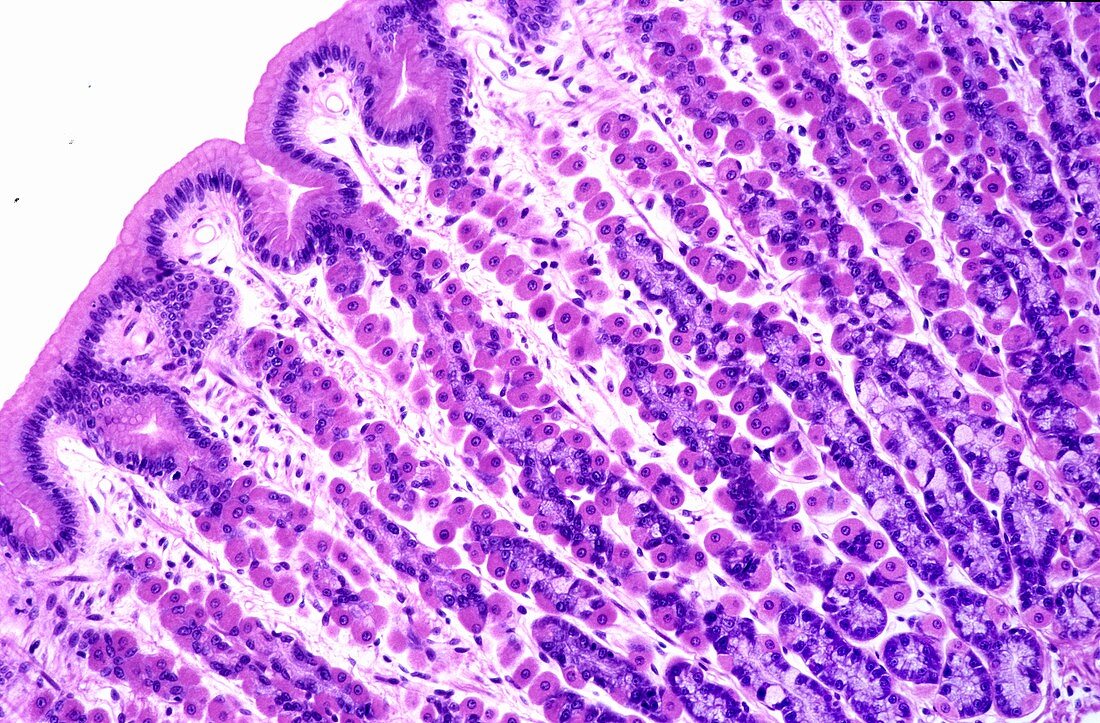 Stomach mucosa,light micrograph
