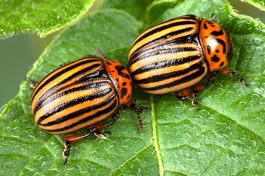 Colorado potato beetles