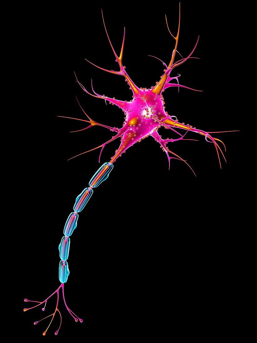 Nerve cell or Neuron,illustration