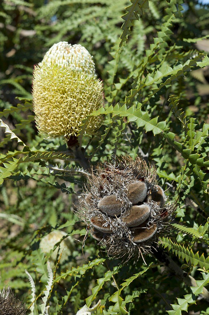 Saw Banksia (Banksia serrata)