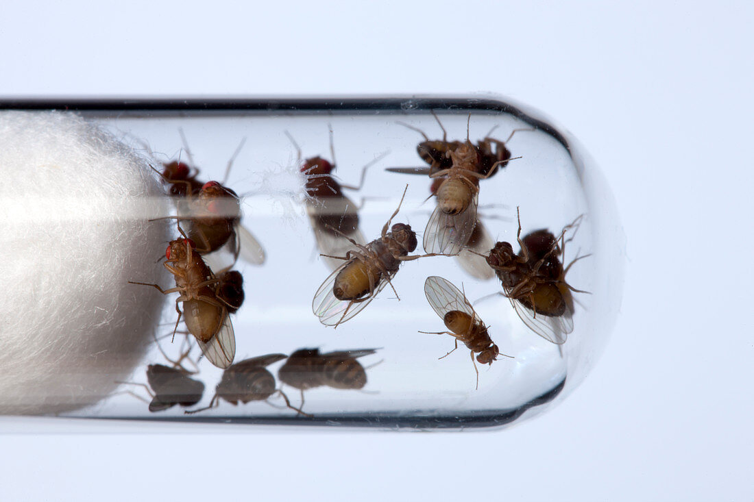 Drosophila fruit flies in a test tube