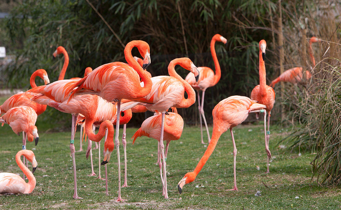 American flamingoes feeding