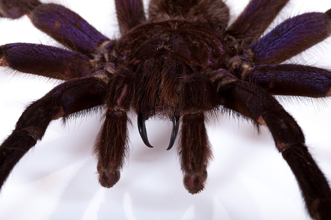Pamphobeteus tarantula head