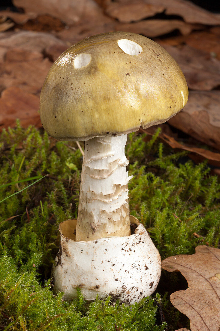 Death cap mushroom