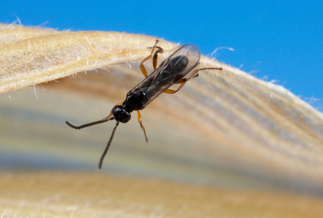 Parasitic wasp