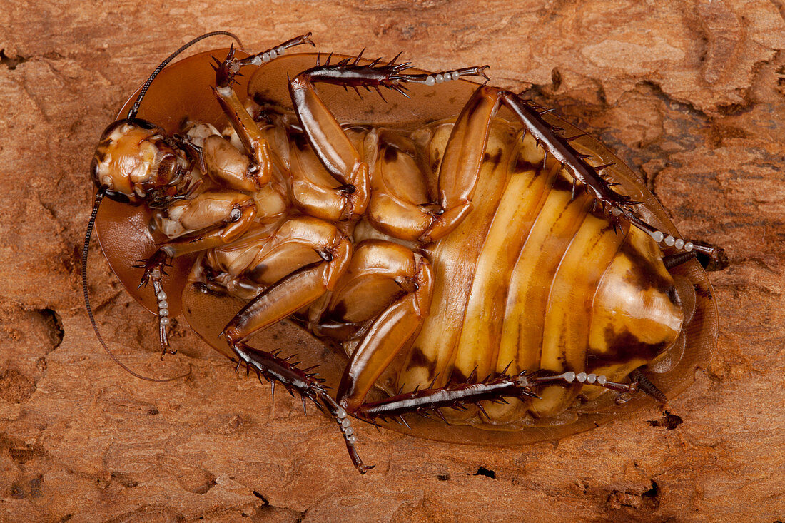 Death's head cockroach