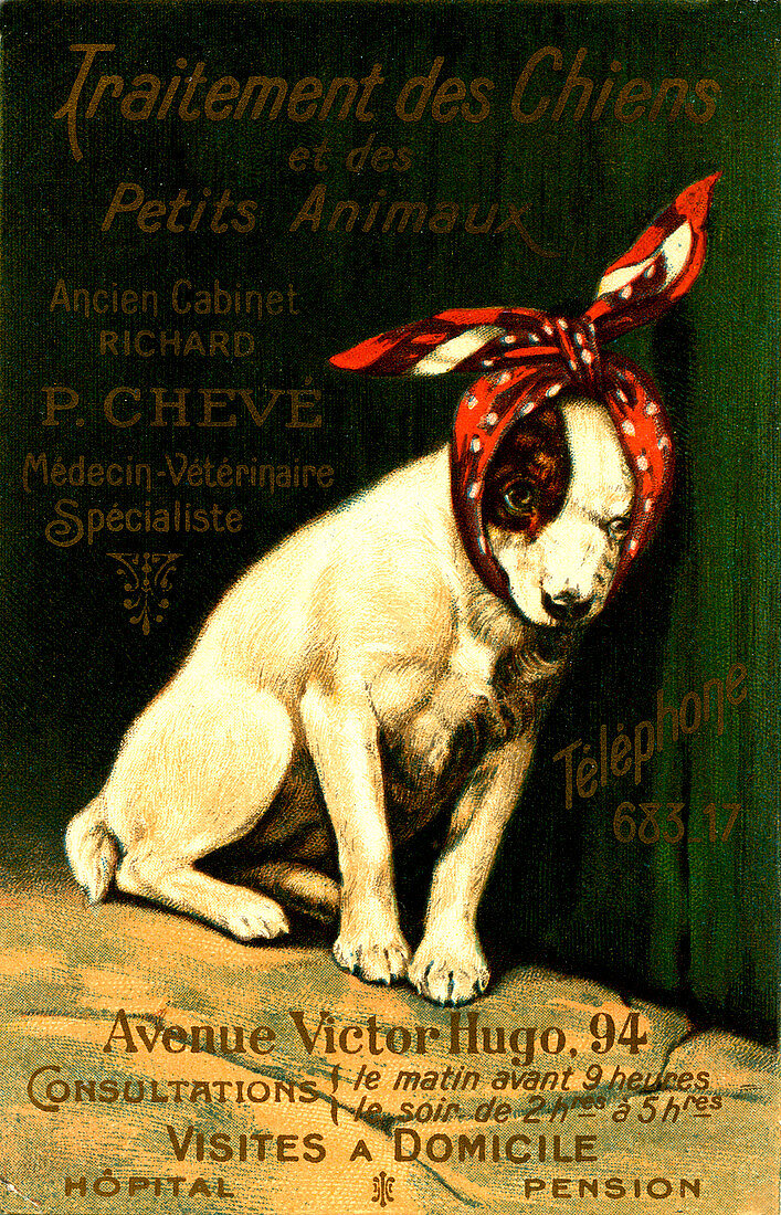 Early 20th Century vet advertisement