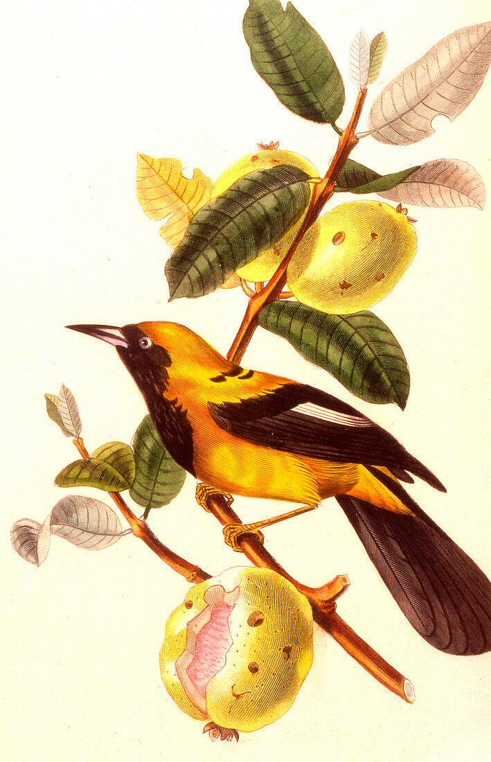 Jamaica bird,19th Century illustration