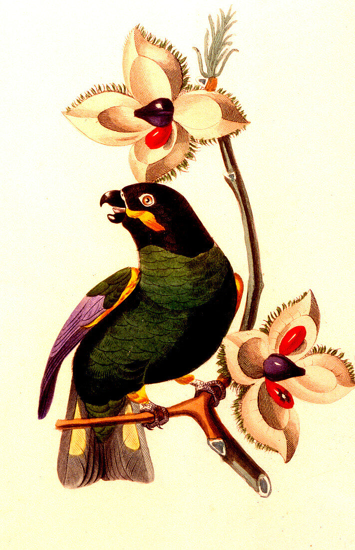 Parakeet,19th Century illustration