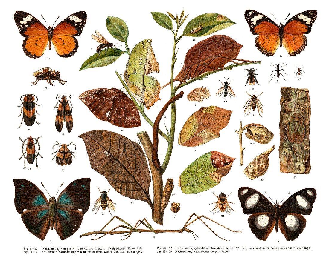 Insect mimicry,illustration