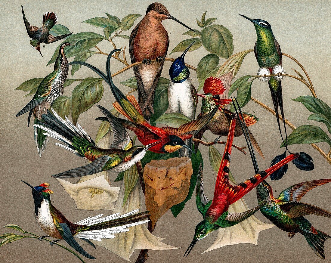 Hummingbirds,historical illustration