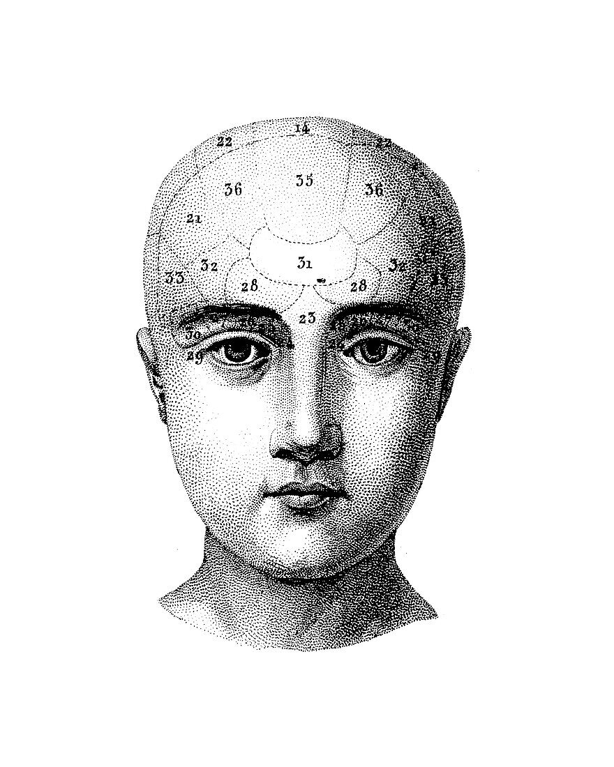 Phrenology head,illustration