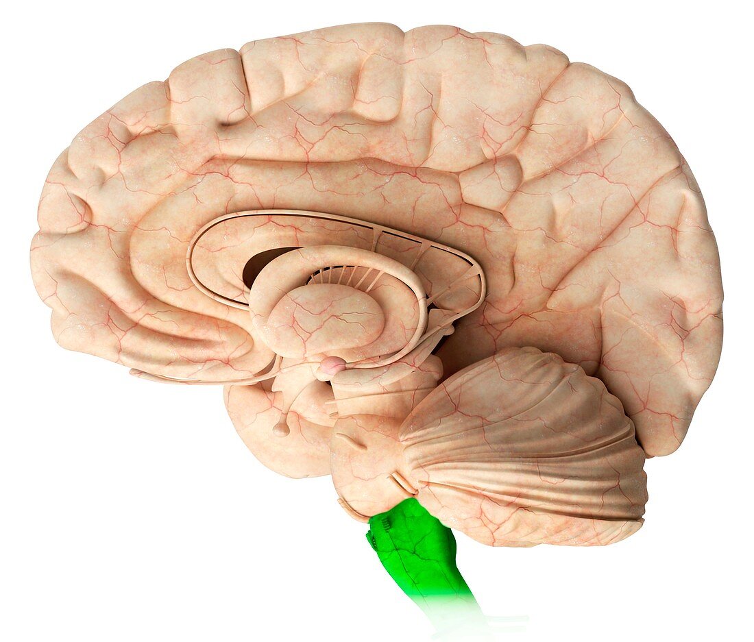 Brainstem,illustration