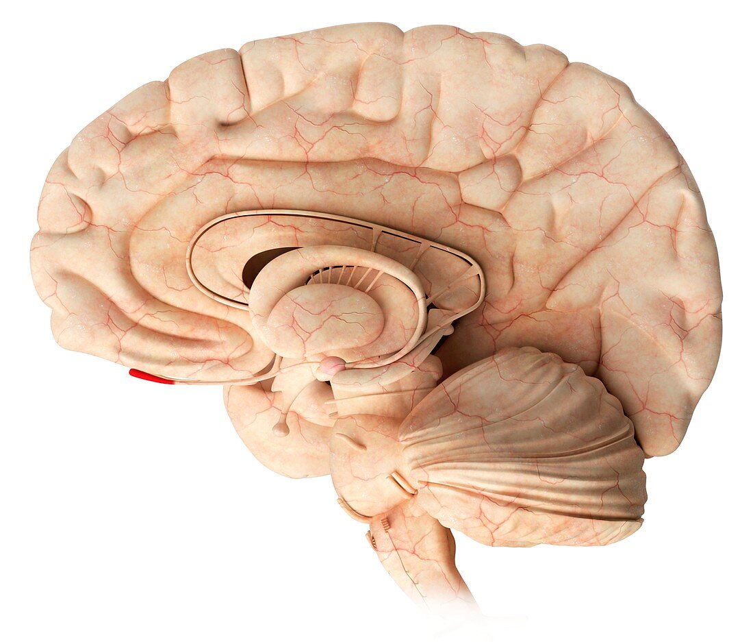 Olfactory bulb in the brain,illustration