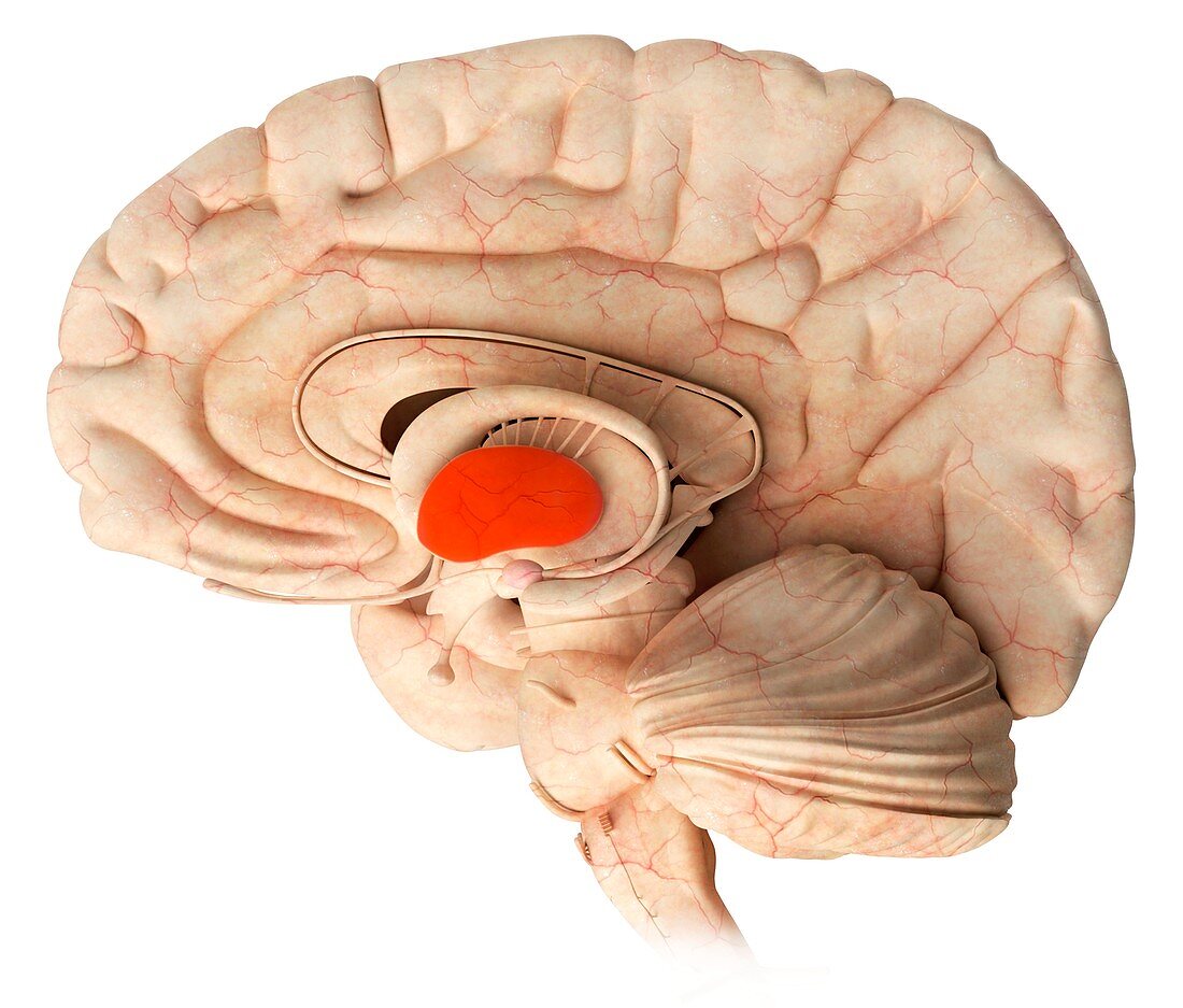 Thalamus in the brain,illustration