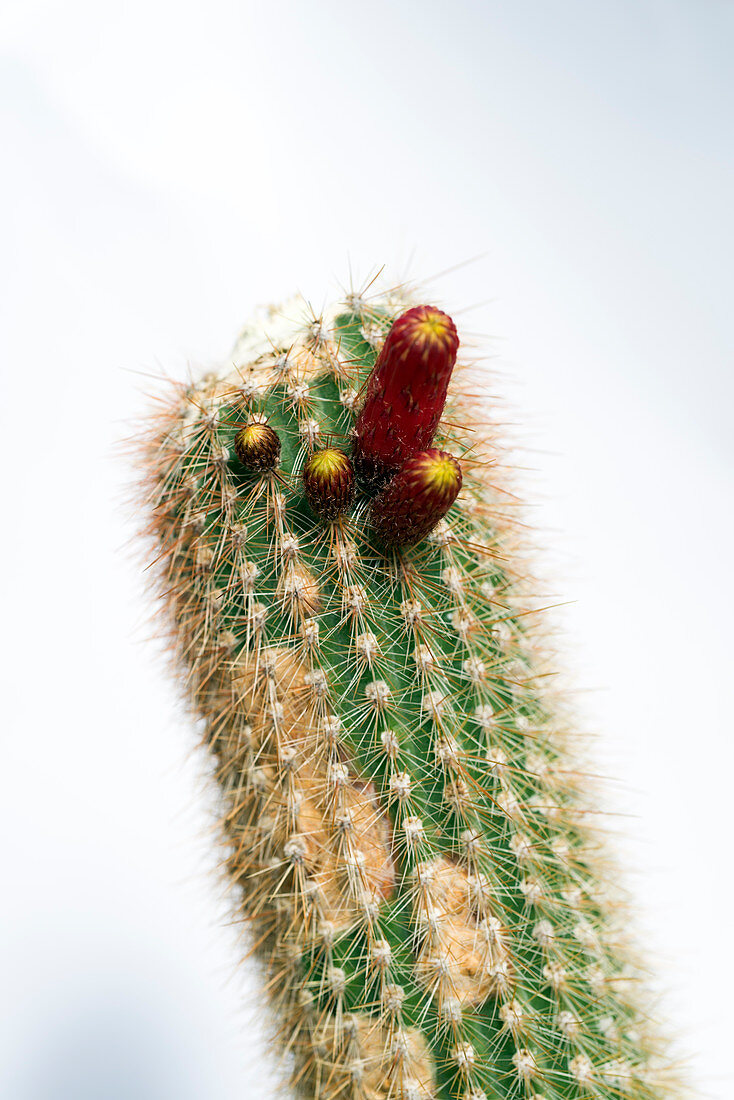 Cleistocactus tarijensis cactus flowering