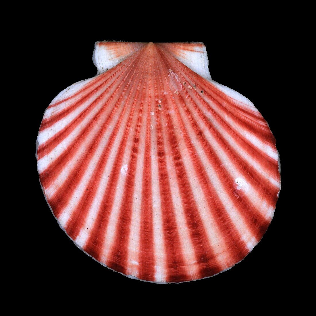 Red-ribbed scallop shell