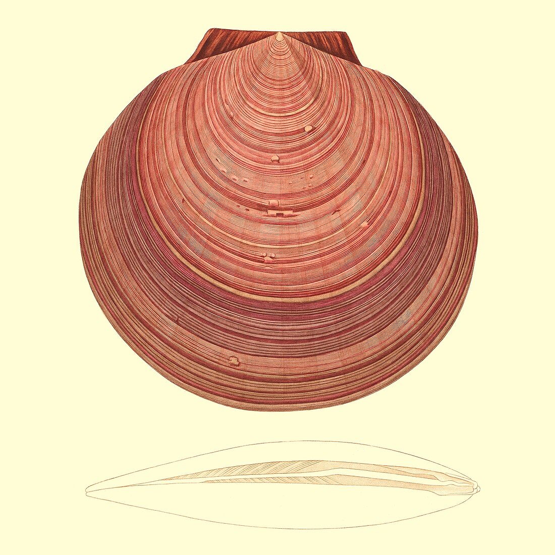 Saucer scallop shell