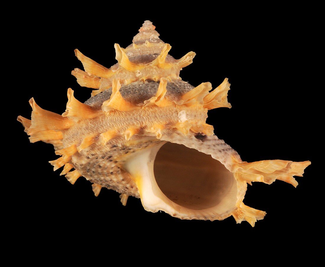 Girgyllus star snail shell