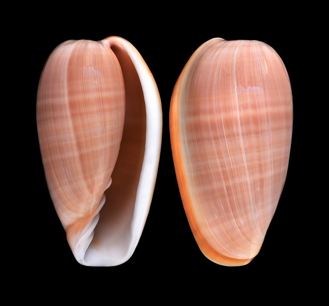 Margin snail shell