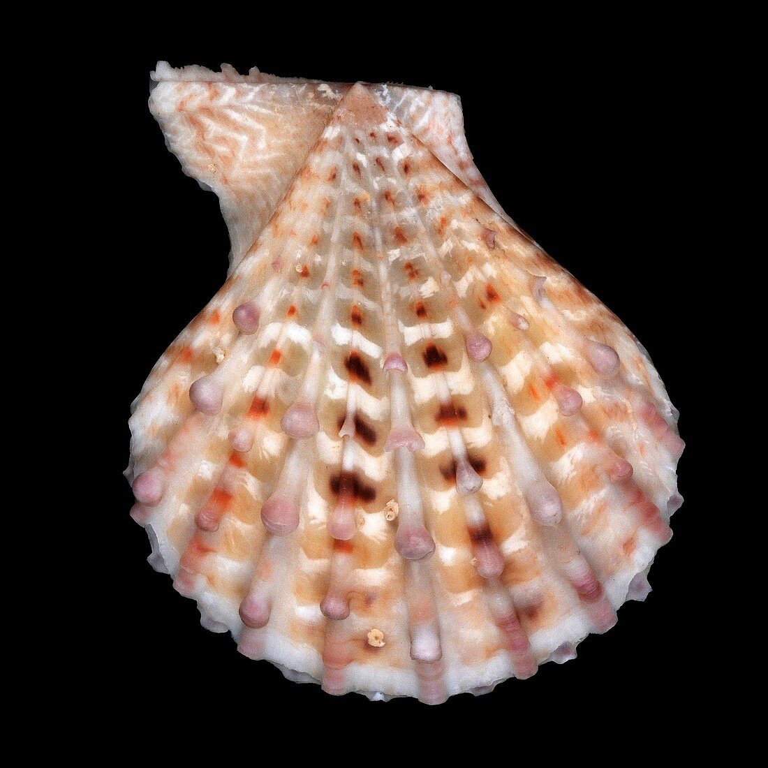 Little knobby scallop shell