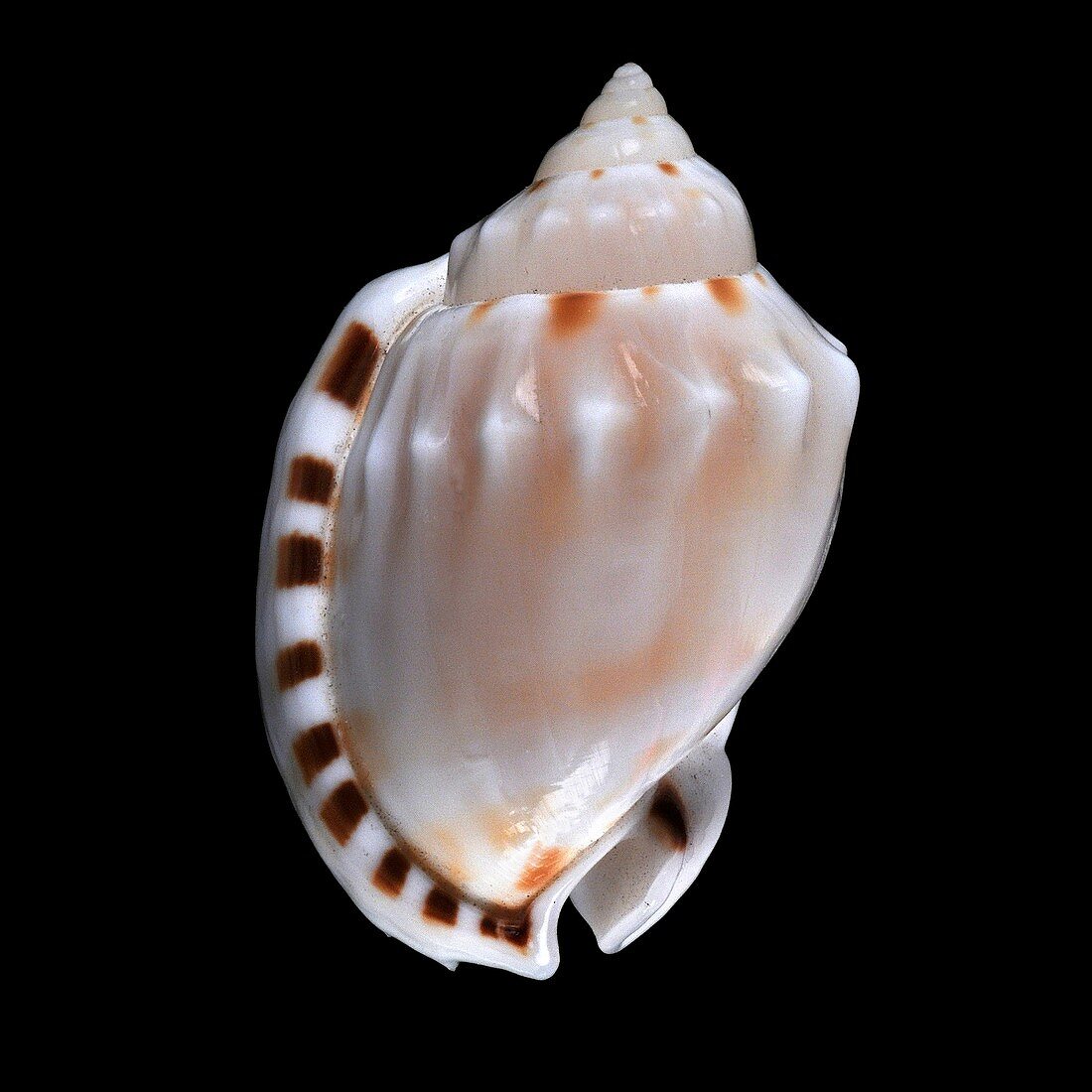 Heavy bonnet sea snail shell