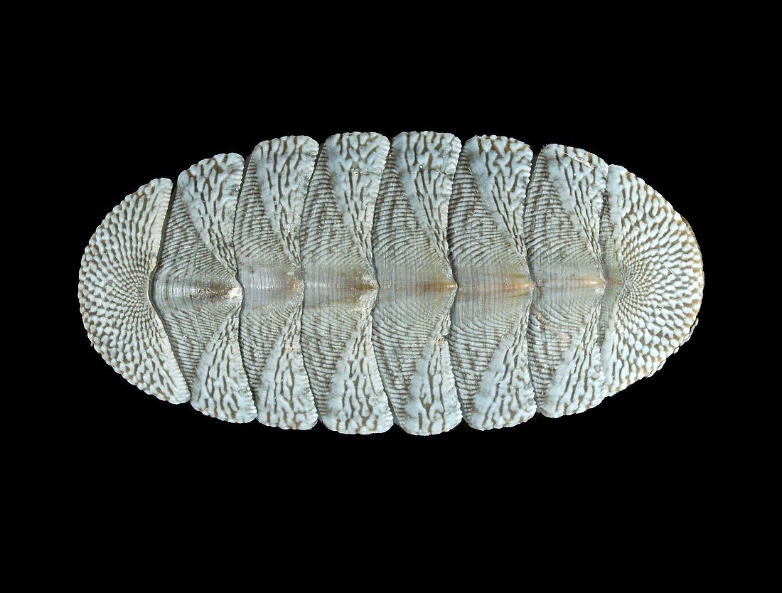 West Indian Green Chiton shell