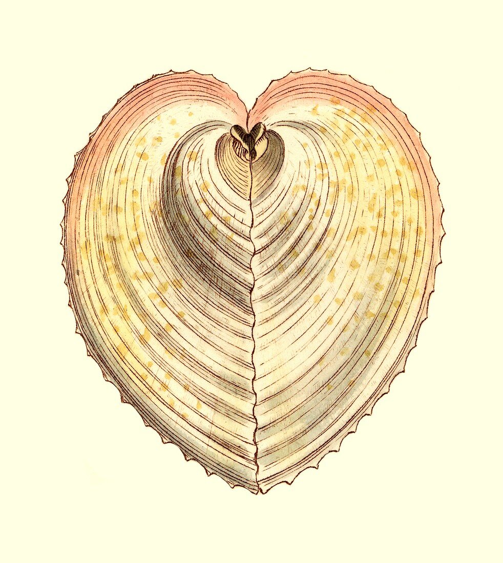 Heart cockle shell,illustration