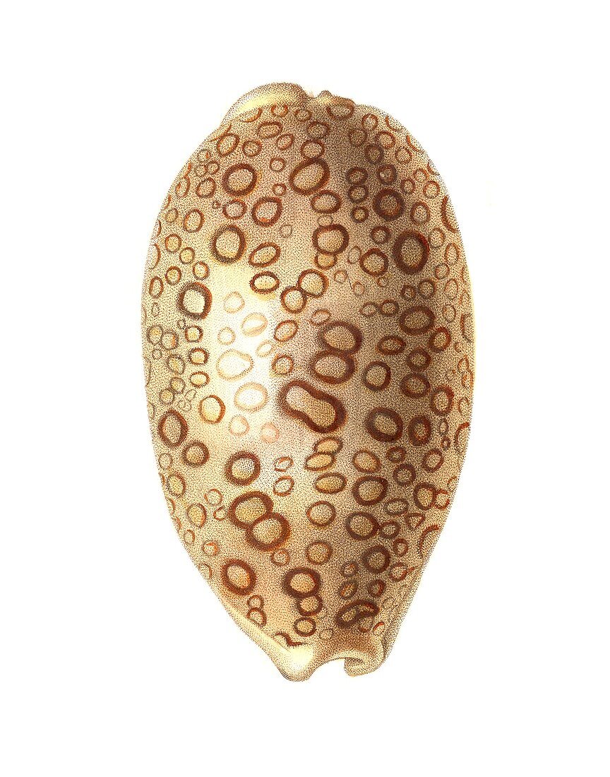 Eyed cowry shell,illustration