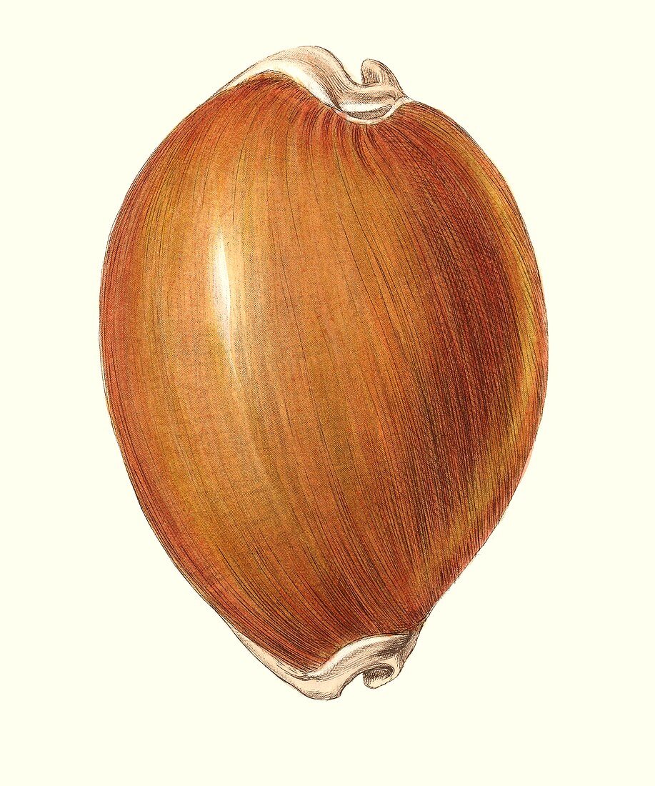Golden cowry shell,illustration
