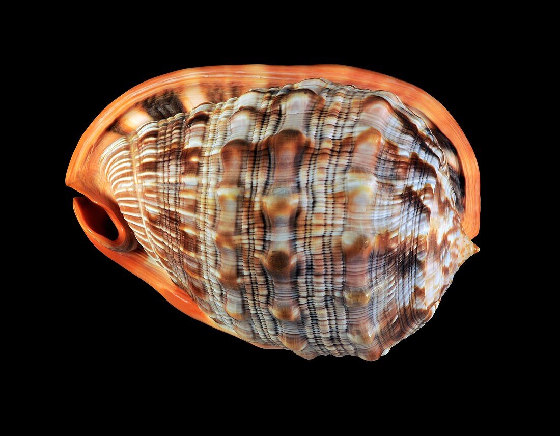 Red helmet cowry shell