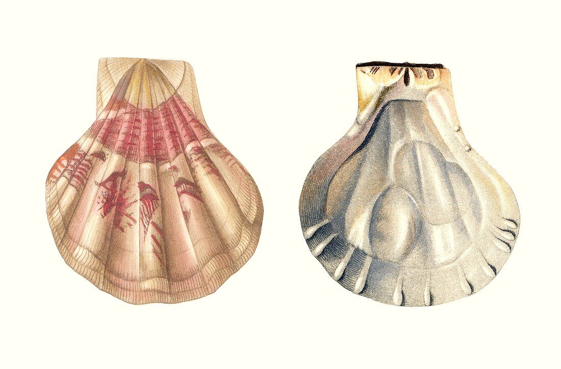 Scallop shell,illustration