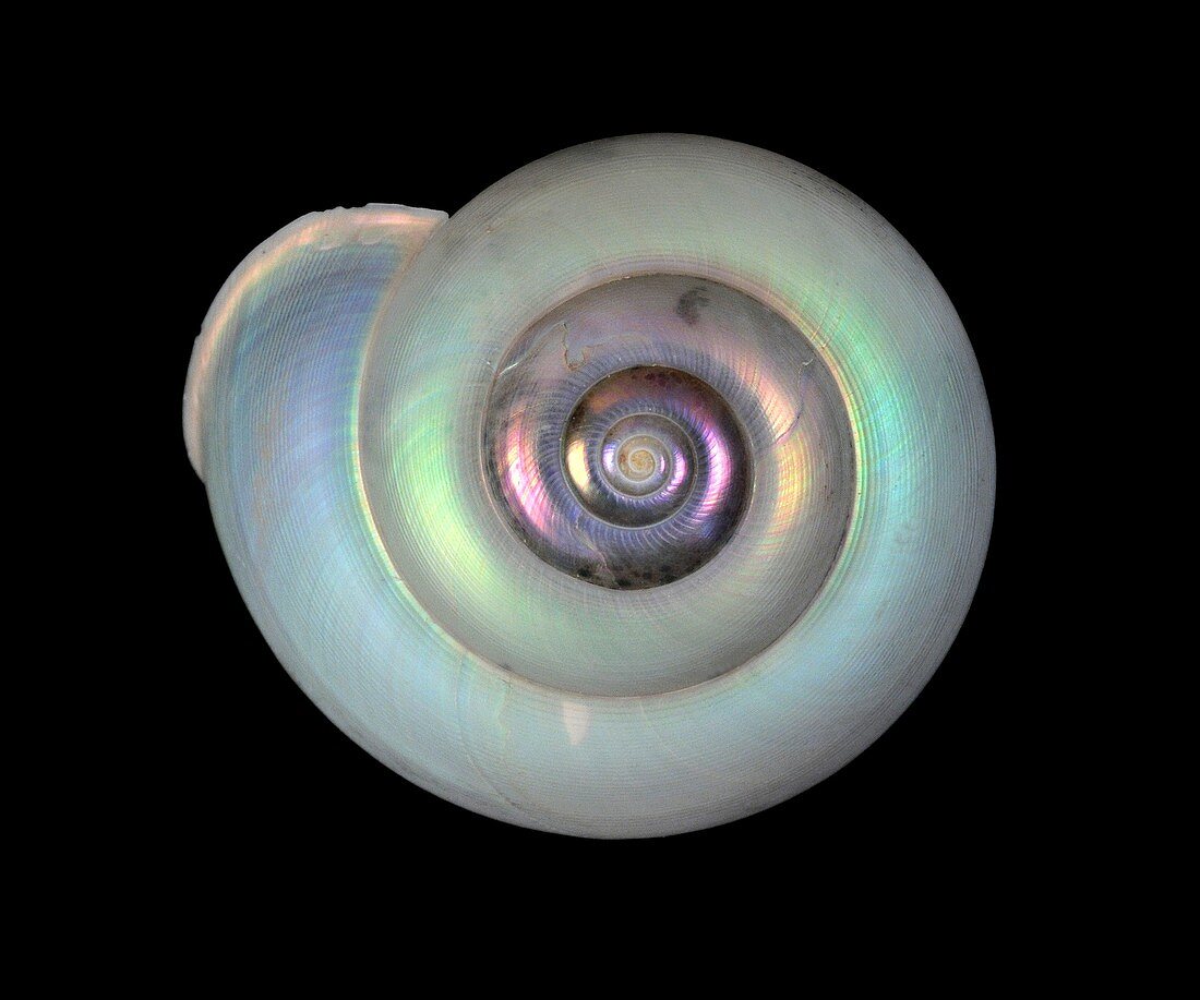 Gaza fischeri sea snail shell