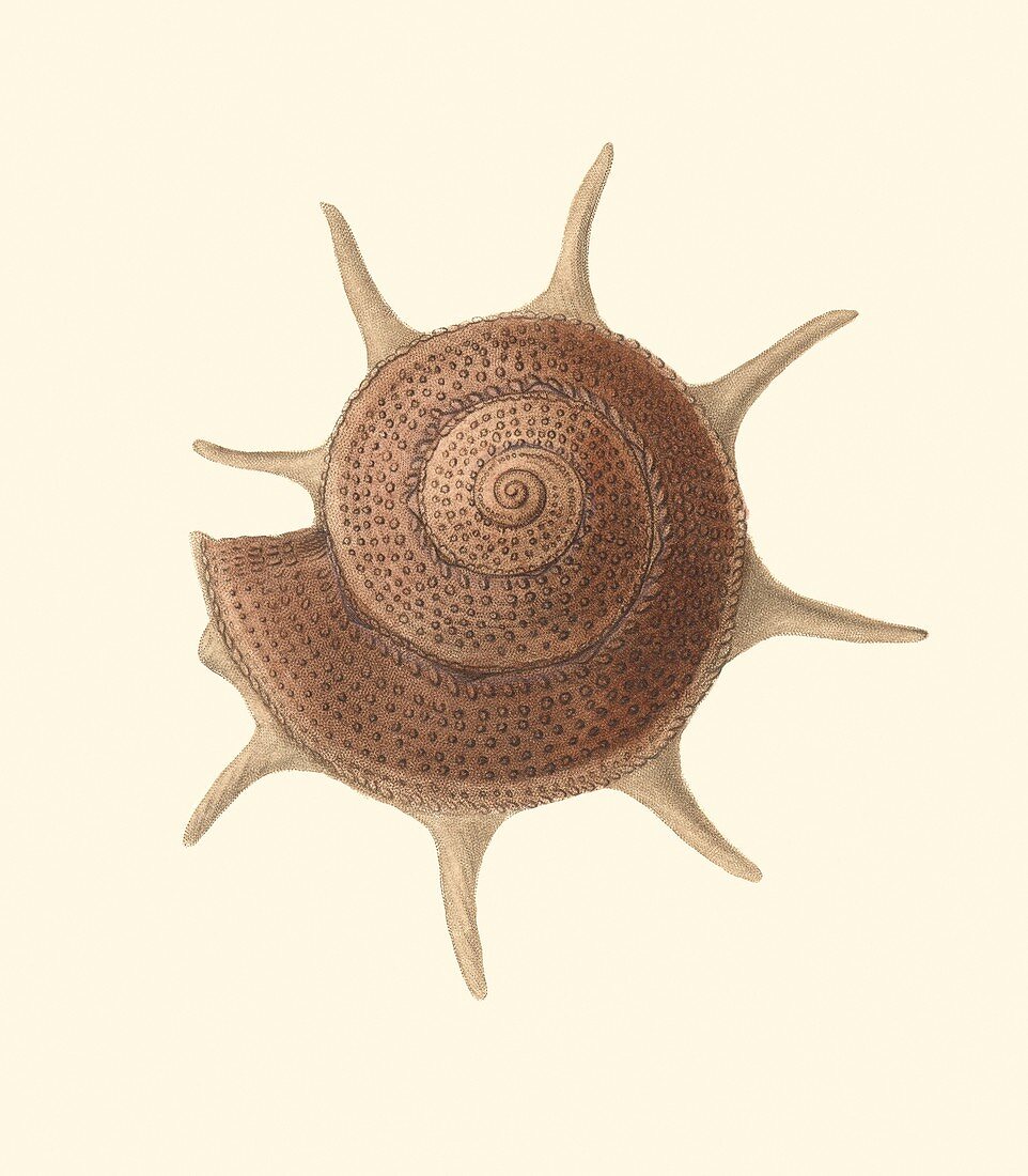 Yoka star turban sea snail shell