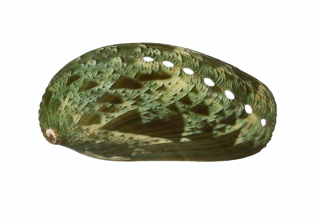 Ass's-ear abalone shell