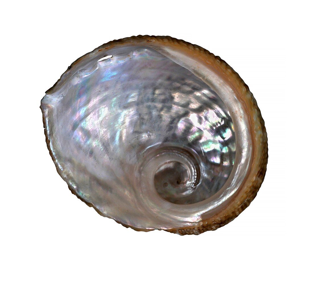 Whirling abalone shell