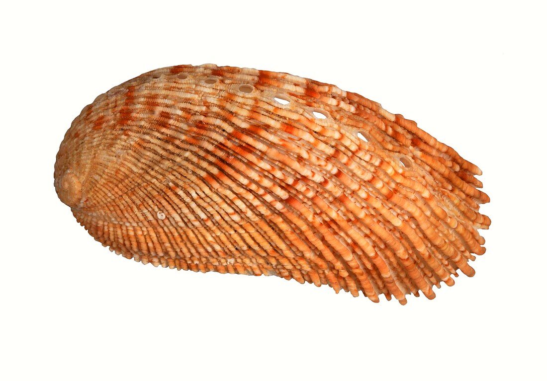 Elegant abalone shell