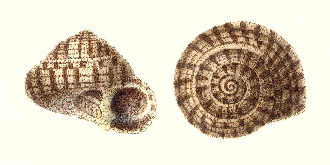Sundial sea snail shell