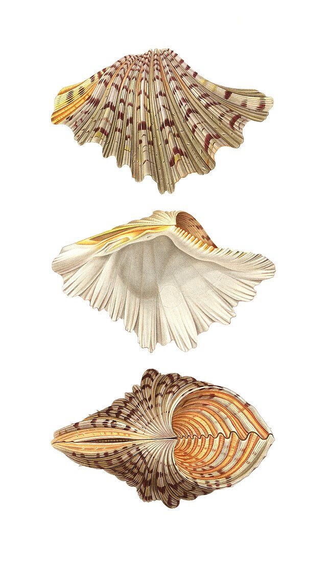 Bear paw clam shell,illustration