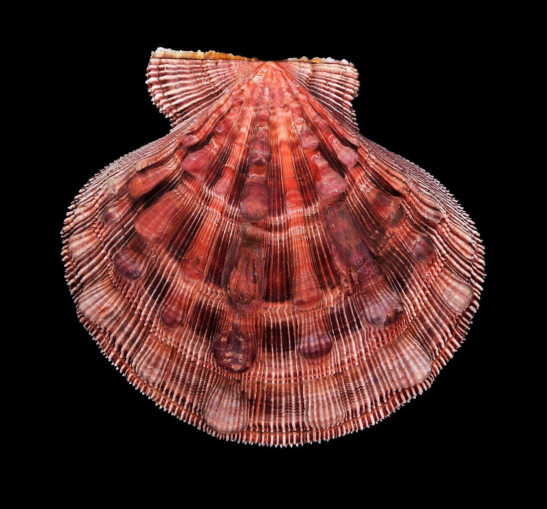 Lyropecten nodosus scallop shell