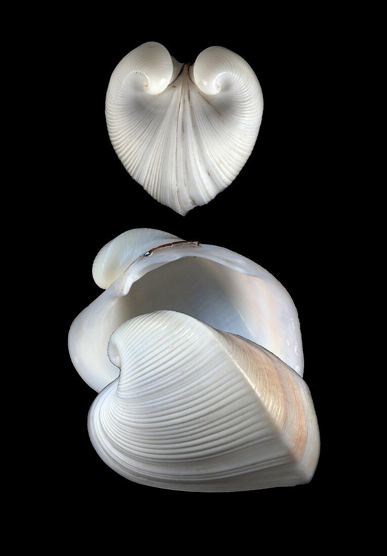 Moltkes heart clam shells
