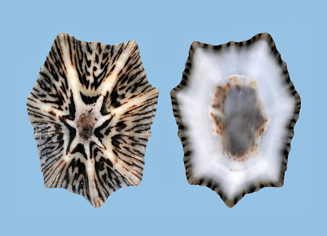 Broad-ribbed limpet shell