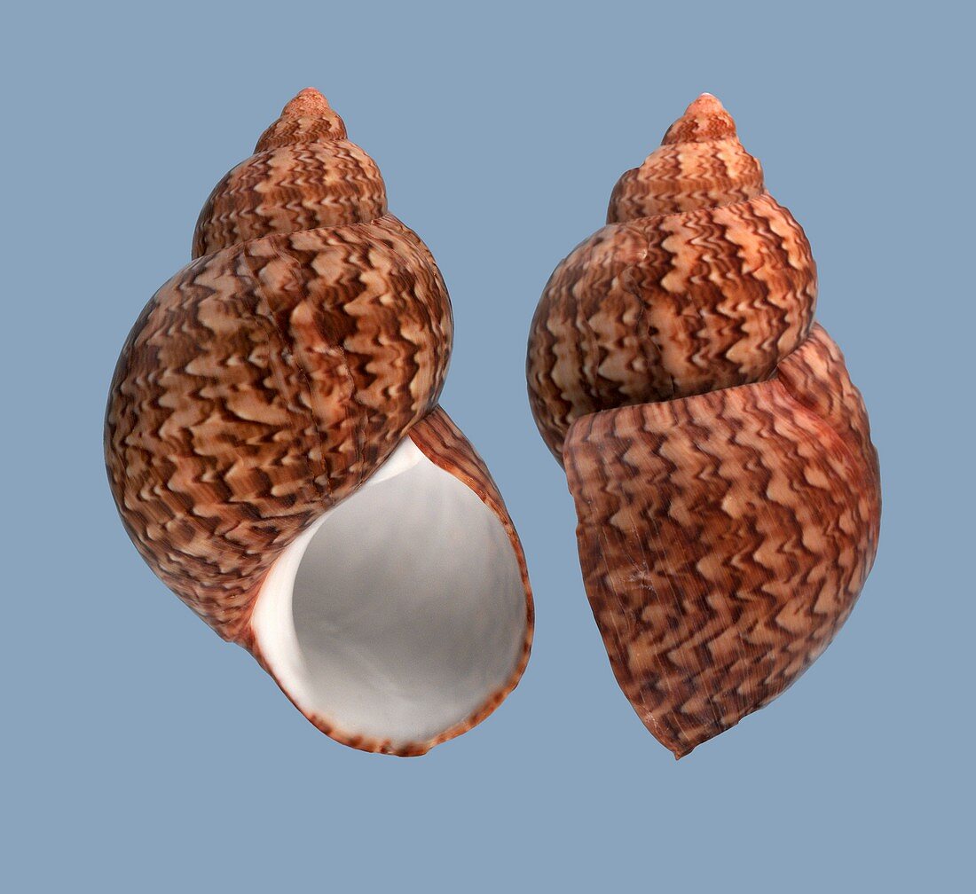 Phasionella ventricosa sea snail shell