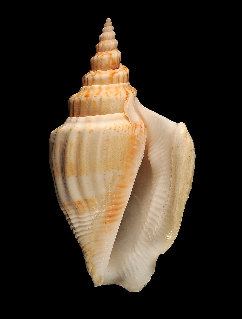 Pigeon conch shell