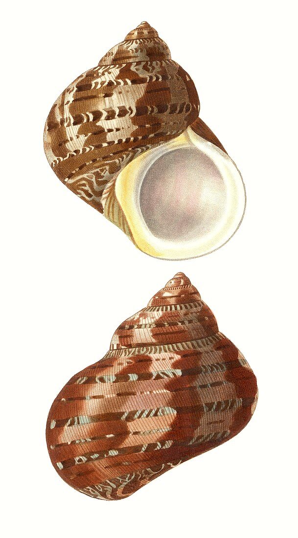 Tapestry turban sea snail shell