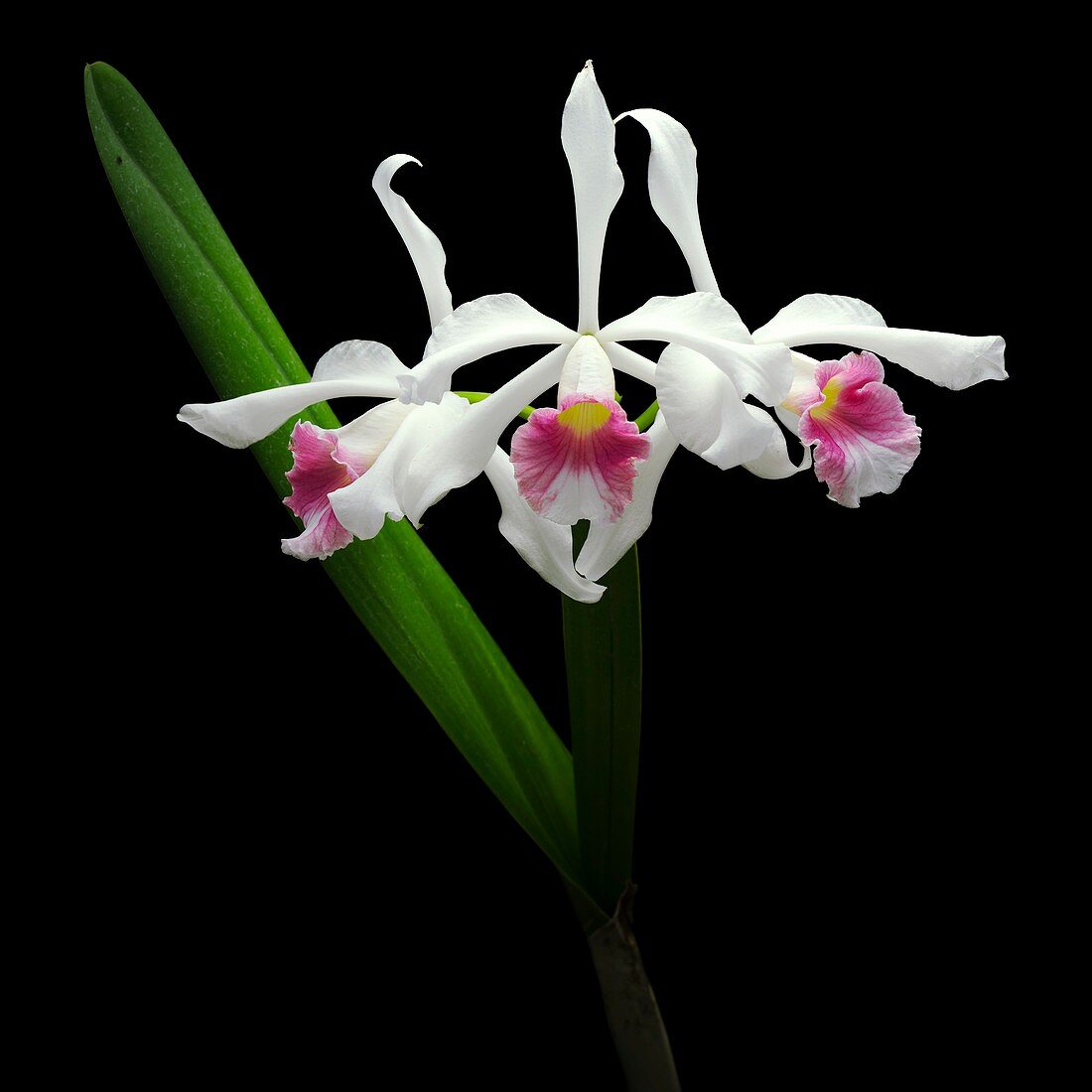 Cattleya purpurata 'Roberts' orchids