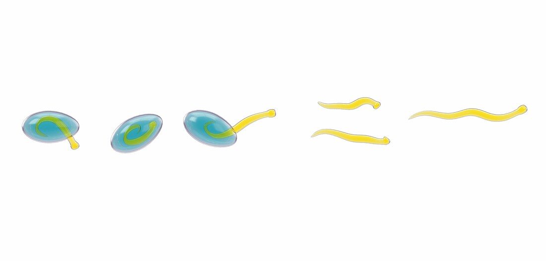 Pinworm hatching,illustration